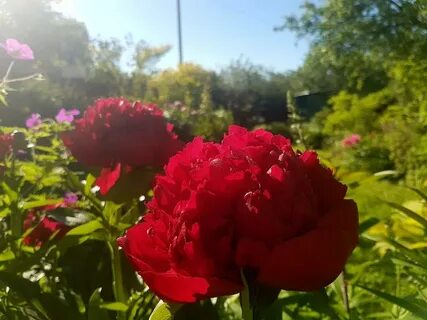 Пион кристмас вельвет