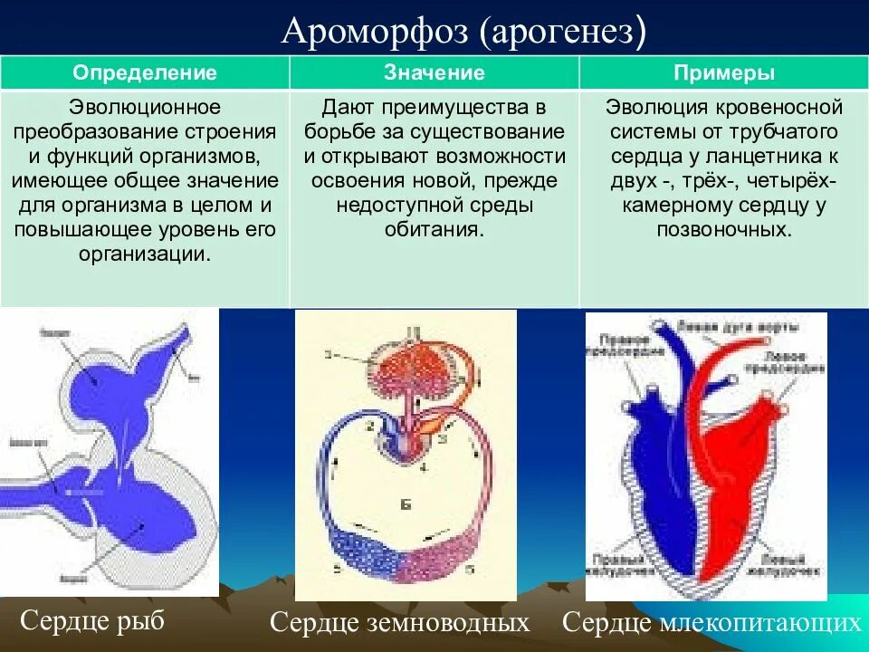 Ароморфозы кровеносной системы позвоночных животных. Ароморфоз сердца. Ароморфозы сердца у животных. Ароморфозы кровеносной системы млекопитающих. Четырехкамерное сердце наличие диафрагмы кожные покровы