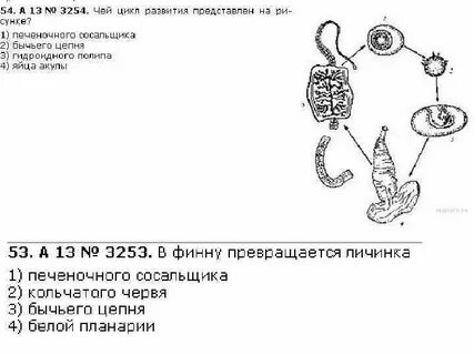 На рисунке представлен цикл развития