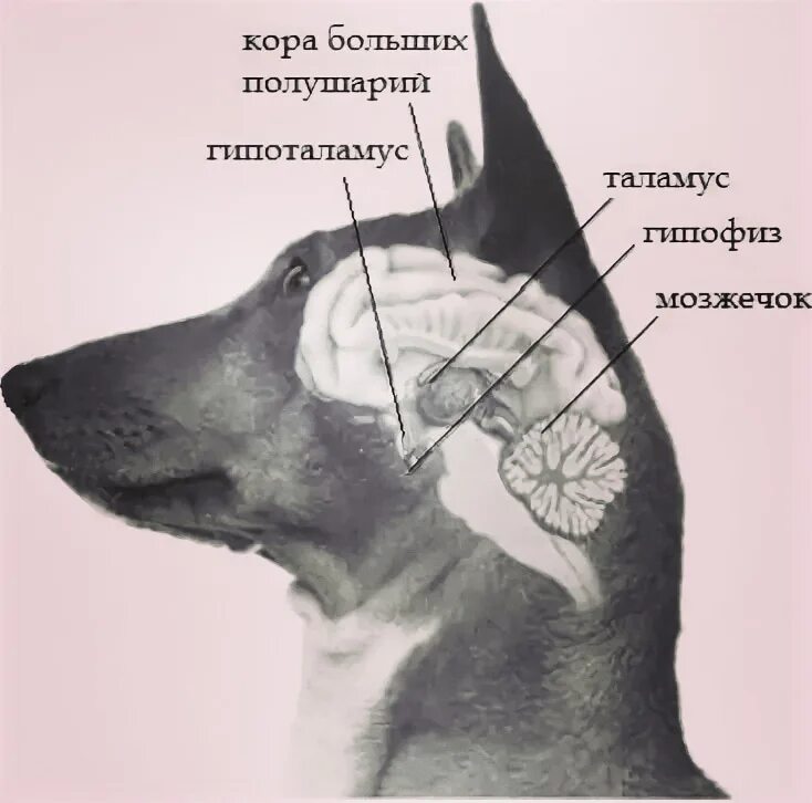 Мозг собаки отделы. Головной мозг собаки анатомия. Отделы головного мозга собаки. Строение головного мозга собаки. Головной мозг собаки строение функции.