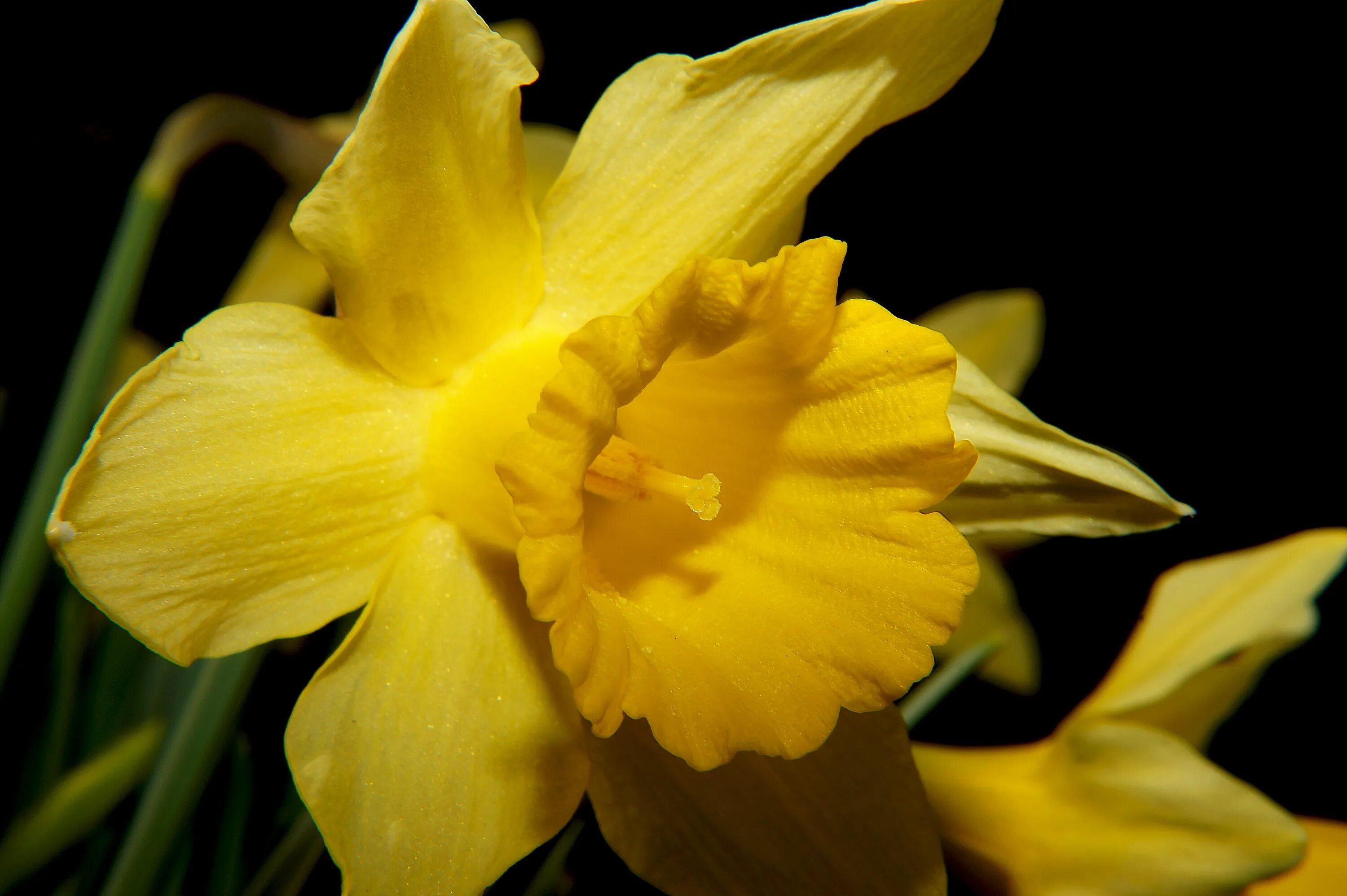 Daffodil Нарцисс. Нарцисс (растение). Нарцисс полуголандский. Нарцисс растение желтый. Нарциссы крупно фото