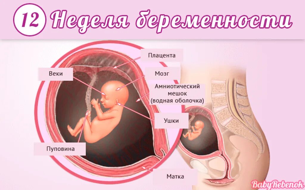 11 Недель беременности фото плода и живота. 11 Недель беременности фото ребенка в животе. 13 Недель беременности размер плода. Эмбрион на 11 неделе беременности фото. 13 неделя тянет низ живота