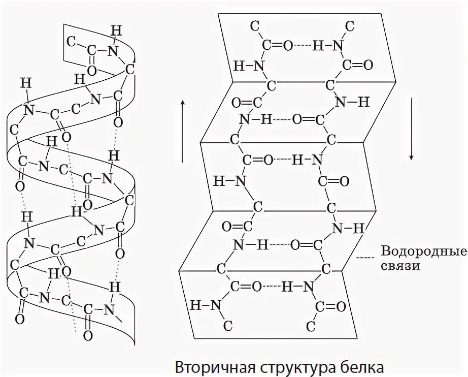 Схема какой структуры белка показана на рисунке Молекулярная биология Фотография 5 из 8 ВКонтакте