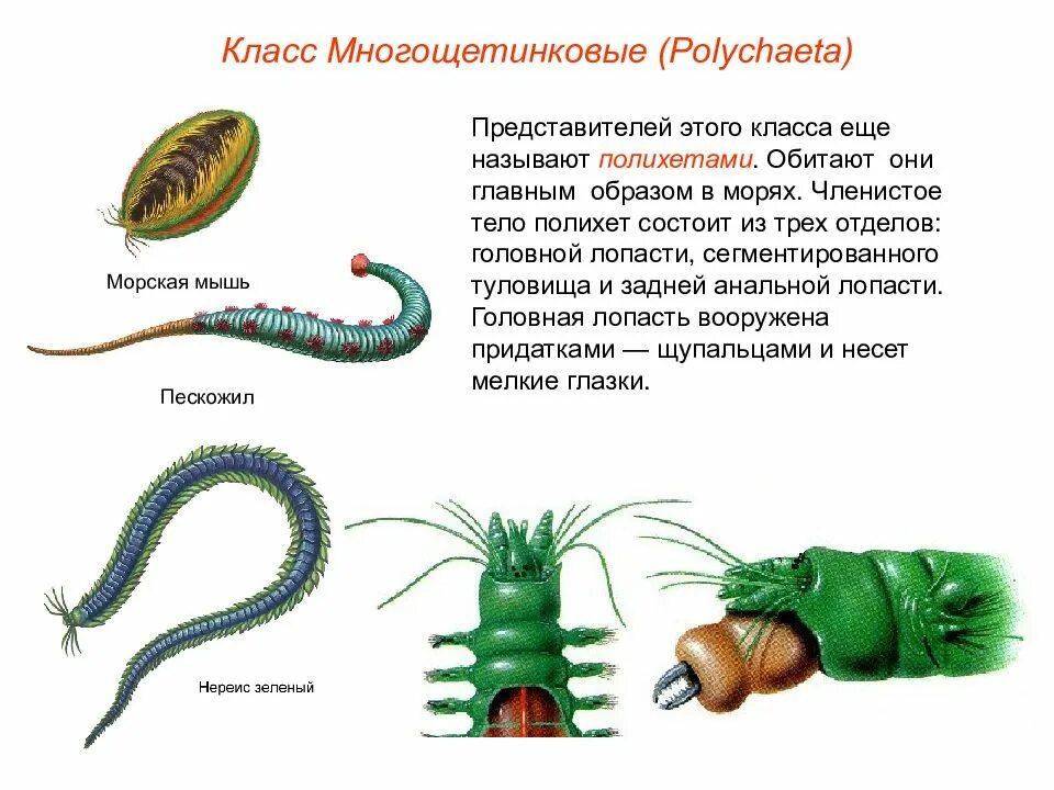 Текст кольчатые черви. Тип кольчатые черви Annelida. Класс кольчатых червей Тип многощетинковые. Многощетинковые черви пескожил. Представители многощетинковых кольчатых червей.
