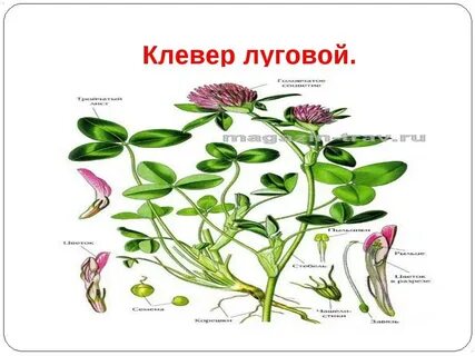 Строение клевера лугового