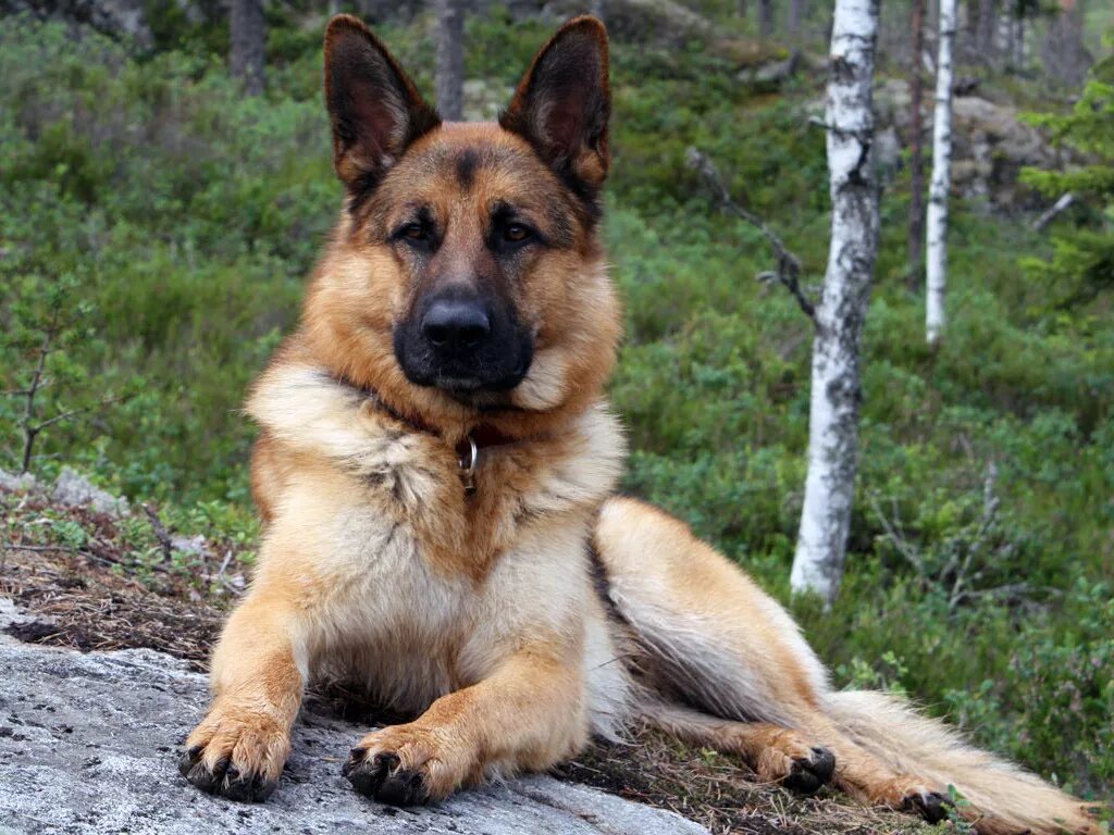 Баварская овчарка Shepherd. German Shepherd немецкая овчарка. Немецкая сторожевая овчарка.