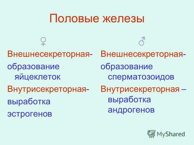 Женские и мужские половые железы. Половые железы внешнесекреторная функция. Женские половые железы функции. Половые железы функции внутрисекреторная. Внешнесекреторная функция женских половых желез.