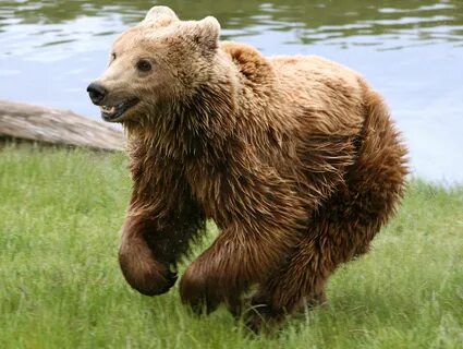 Убегающий бурый медведь