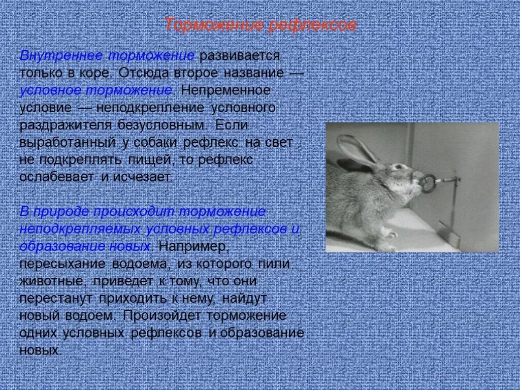 Условным рефлексом называют. Торможение условных рефлексов. Условное торможение условных рефлексов. Безусловное и условное торможение условных рефлексов. Безусловное торможение условных рефлексов.