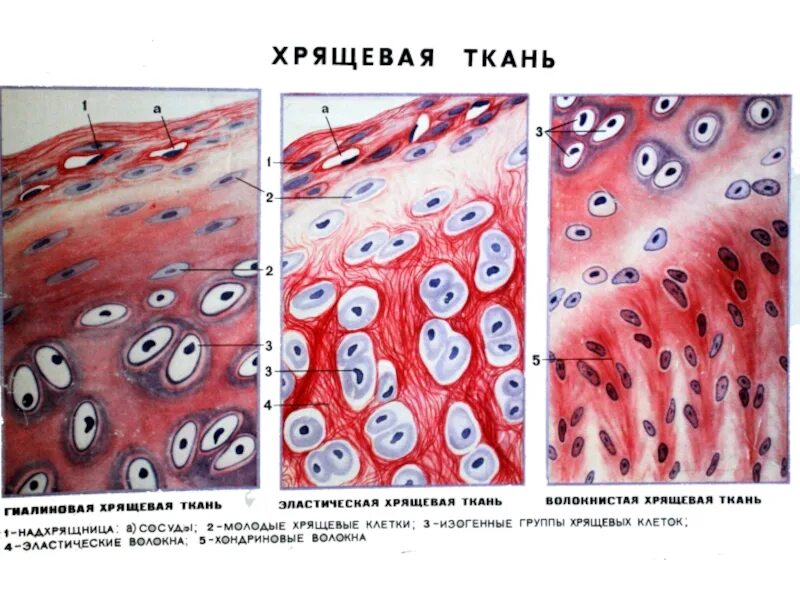Гистология типы тканей. Волокнистая хрящевая ткань соединительная ткань. хрящевая соединительная ткань гистология. волокнистый хрящ ткани гистология. типы хрящевой ткани гистология.