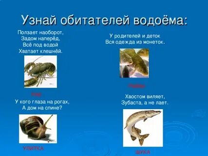 Пруд загадка
