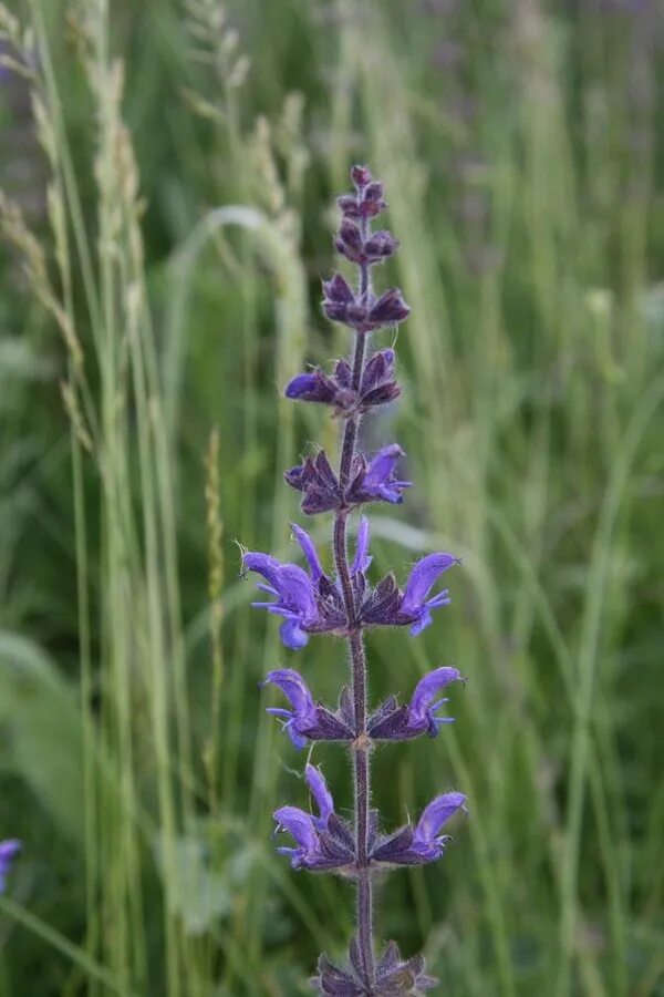 Шалфей дикий луговой. Шалфей лекарственный (salvia officinalis). Шалфей луговой "mittsommer". Шалфей сибирский. Шалфей луговой лекарственные растения луга.