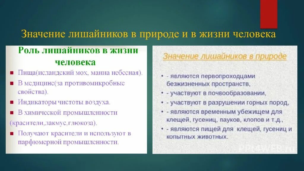 Лишайники значение в природе и жизни человека