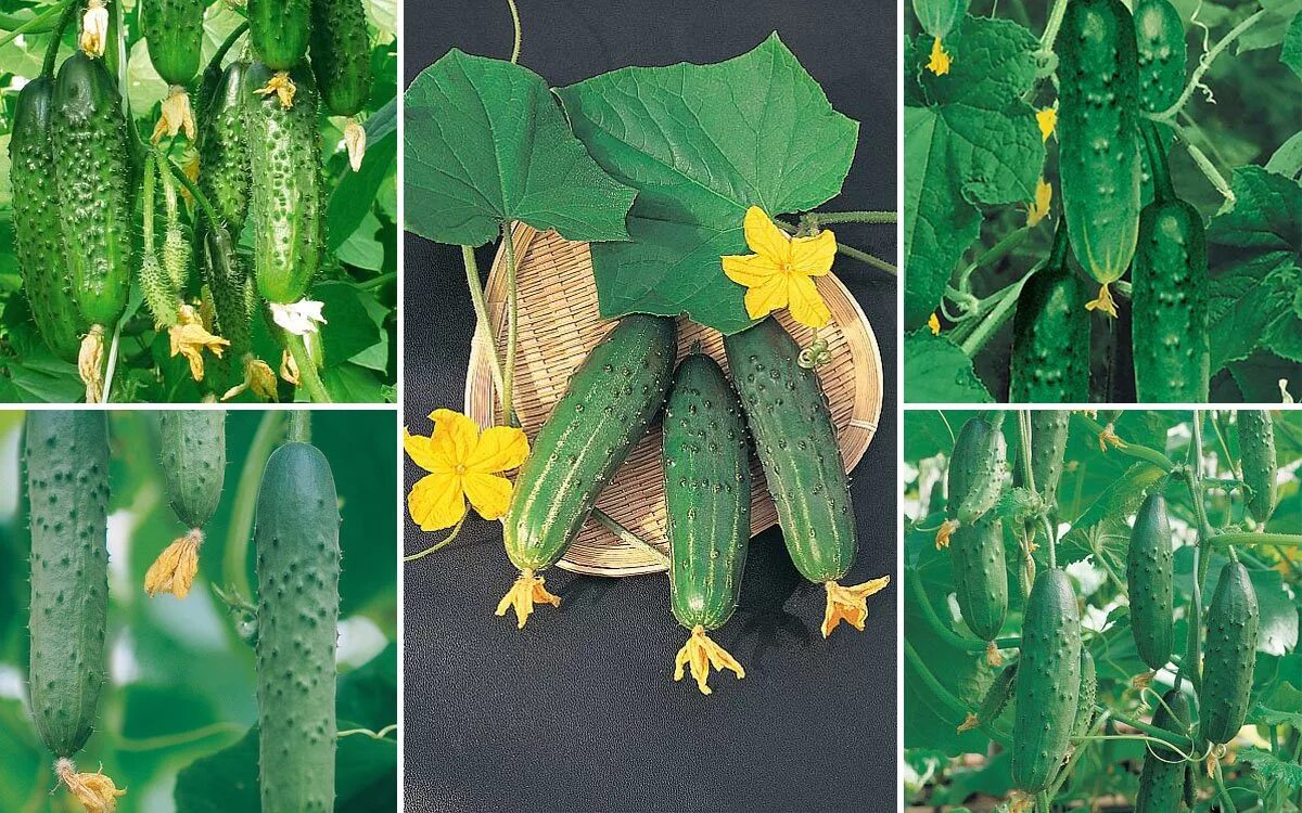 Огурец Бенефис f1. Сорта огурцов партенокарпические. Партенокарпический гибрид огурцов. Партенокарпические гибриды огурца. Лучшие гибриды огурца