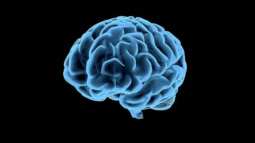 7 3 brain. Макет мозга. Моделирование мозга.