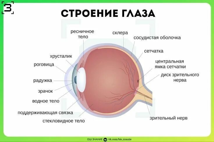 Advanced Biology Module 9 Part B Sight Diagram Quizlet