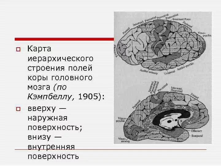 Вторичные поля мозга. Мозг поля Бродмана. Корковые поля головного мозга. Первичные вторичные поля головного мозга. Строение мозговой коры.