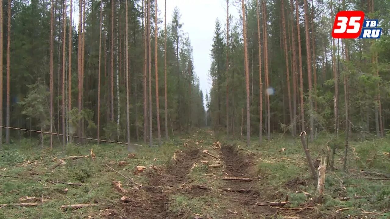 Вырубка лесов в Вологодской области. Рубки прореживания леса. Делянка леса. Выборочные рубки. Сплошные выборочные рубки
