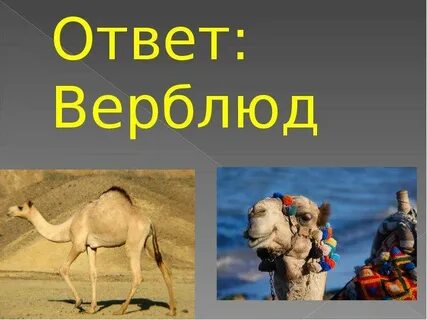 Верблюда на картинке ответ