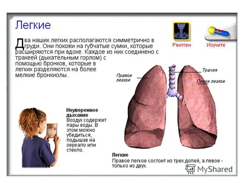 строение легких. висцеральный и париетальный листок плевры. легкие доли анатомия. дыхательные движения легких. почему каждое легкое находится.