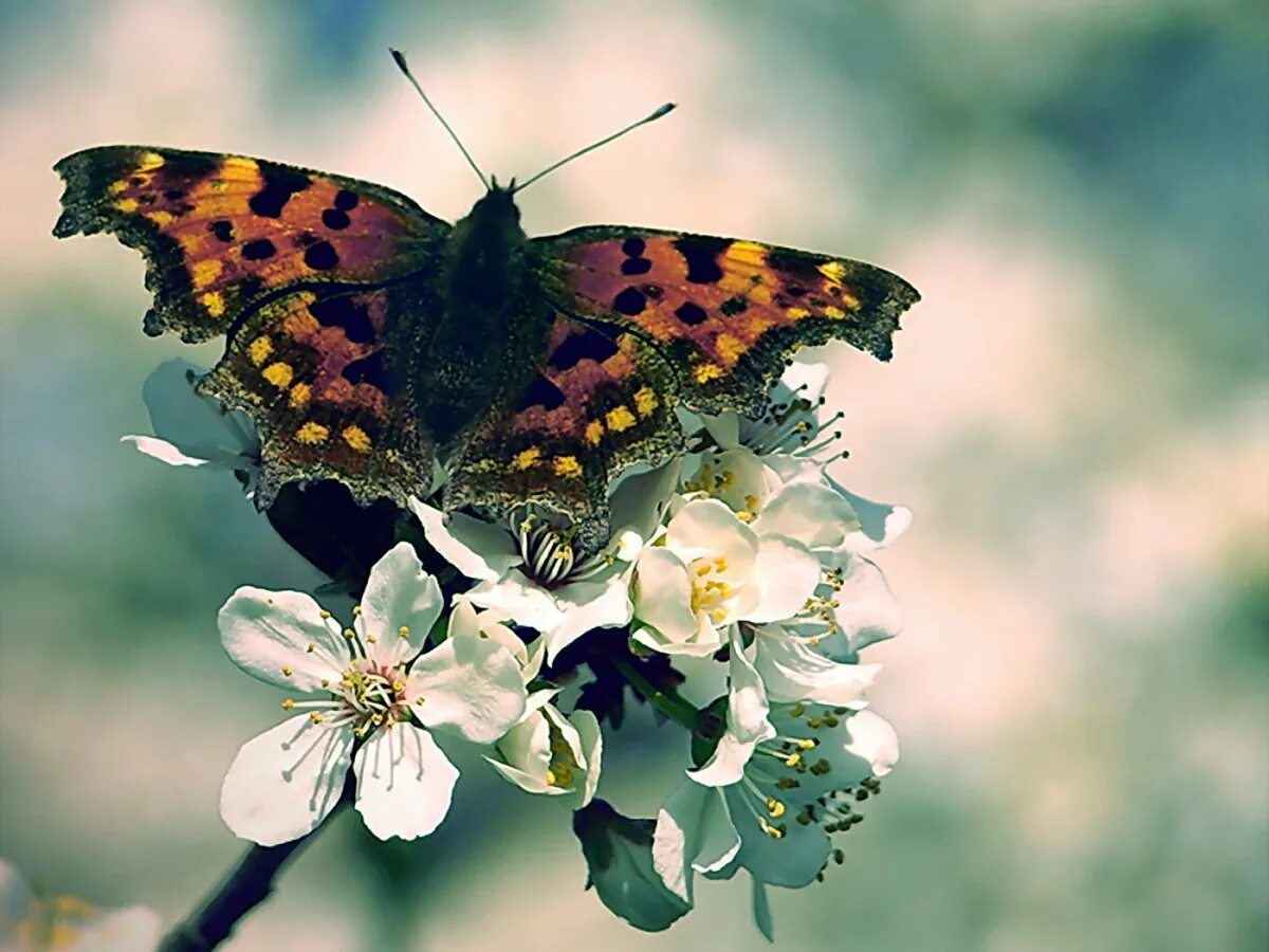 Полет бабочки. Летают мотыльки. Ночная бабочка. Стайка бабочек. Бабочка в полете.