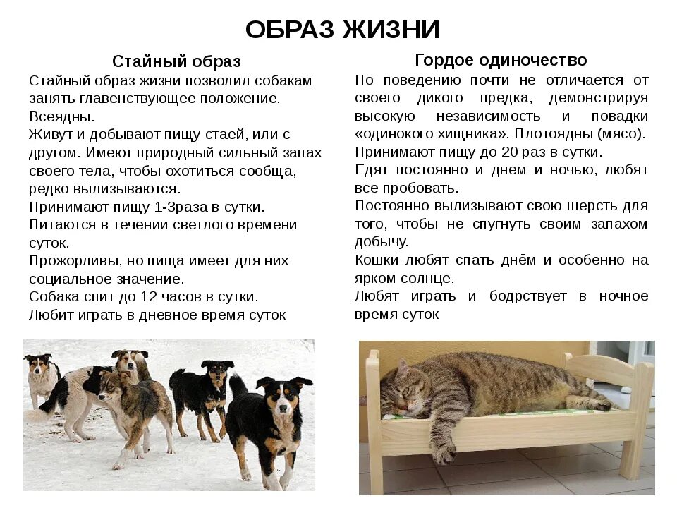 Сколько часов в сутки спят коты. Сколько часов в сутки спят коты
