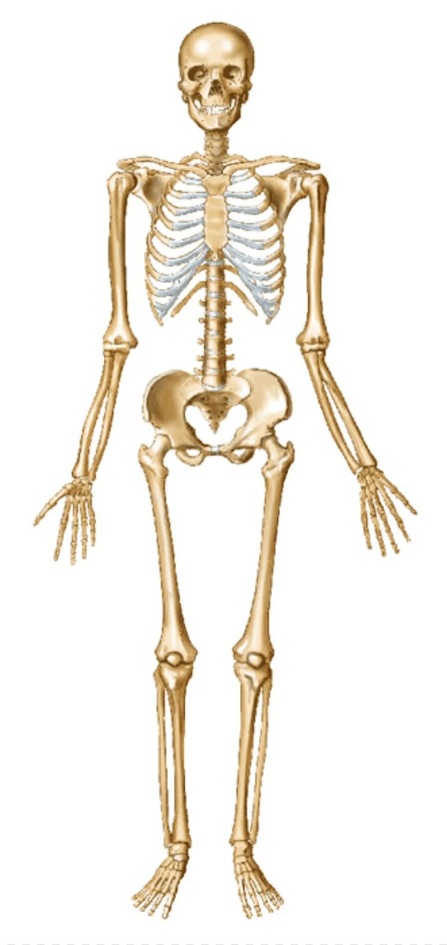Скелет человека. Скелет человека для детей. Скелет человека анатомия. Костная система человека скелет.