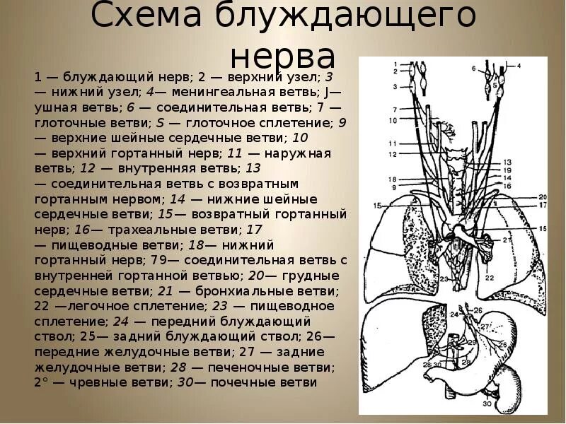 Головной отдел блуждающего нерва. Нервус вагус блуждающий нерв. Блуждающий нерв иннервация сердца схема. Вагус нерв схема. Блуждающий нерв верхний узел.