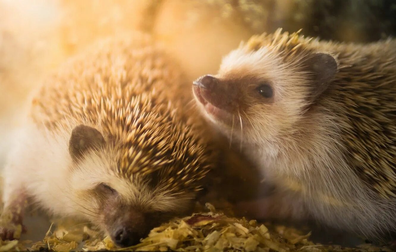 Jake says hedgehogs are decreasing