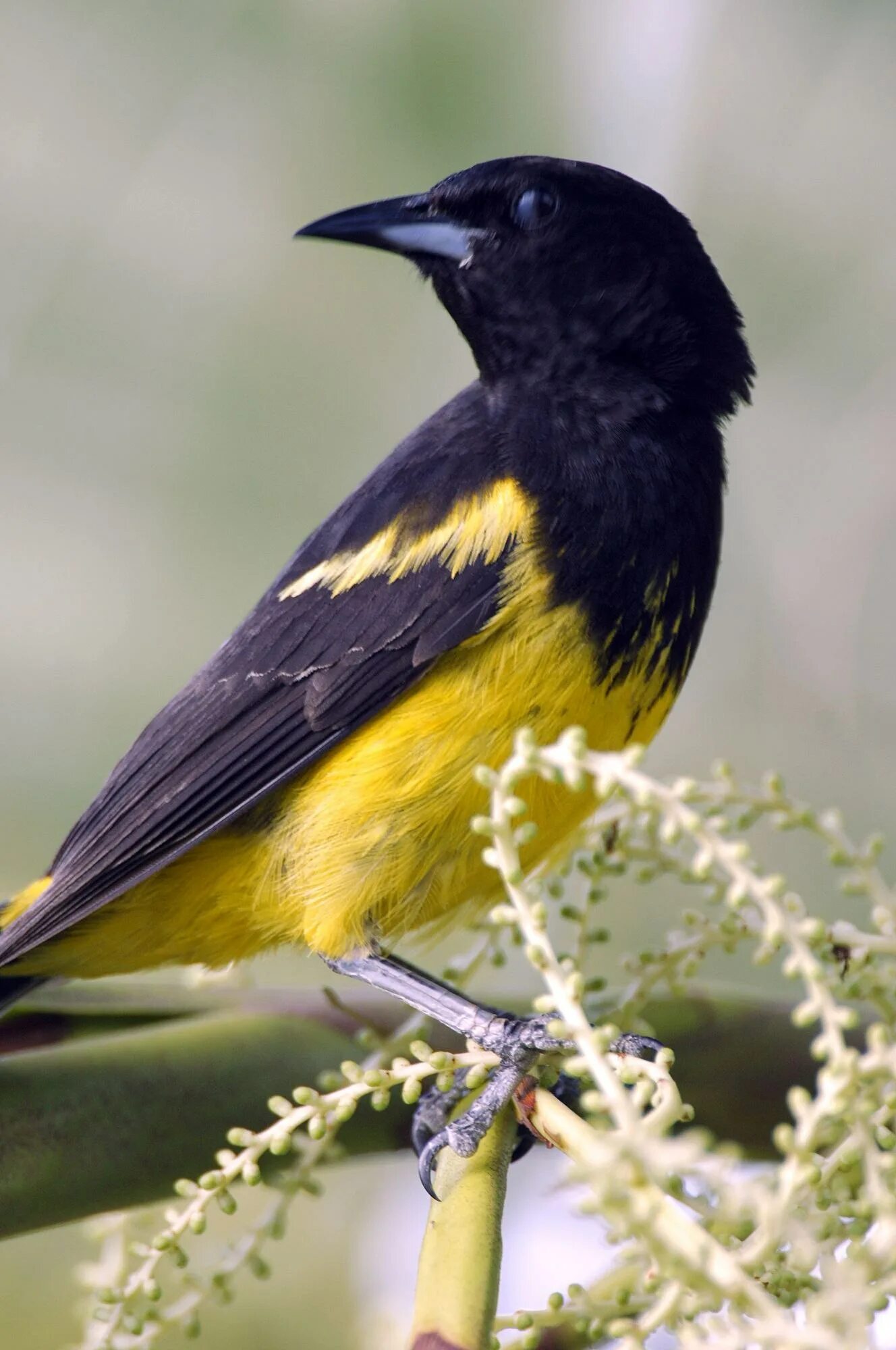 Желтая птица. Желто черная птица. Черно желтая птица. Птица с желтым оперением