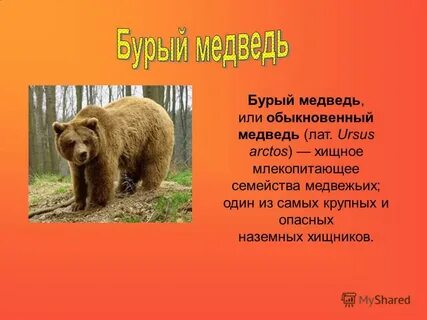Международная красная книга бурый медведь