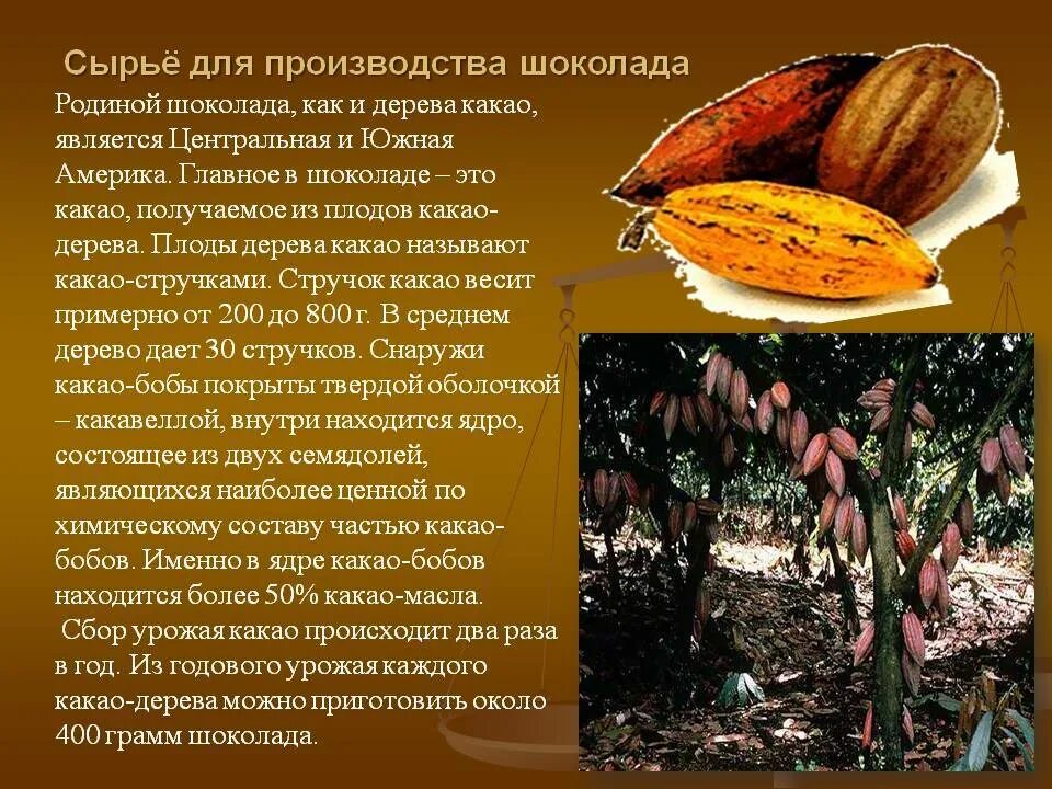 Из какого дерева делают шоколад. Дерево какао бобов. сырье для производства шоколада. шоколадное дерево описание. плоды какао.
