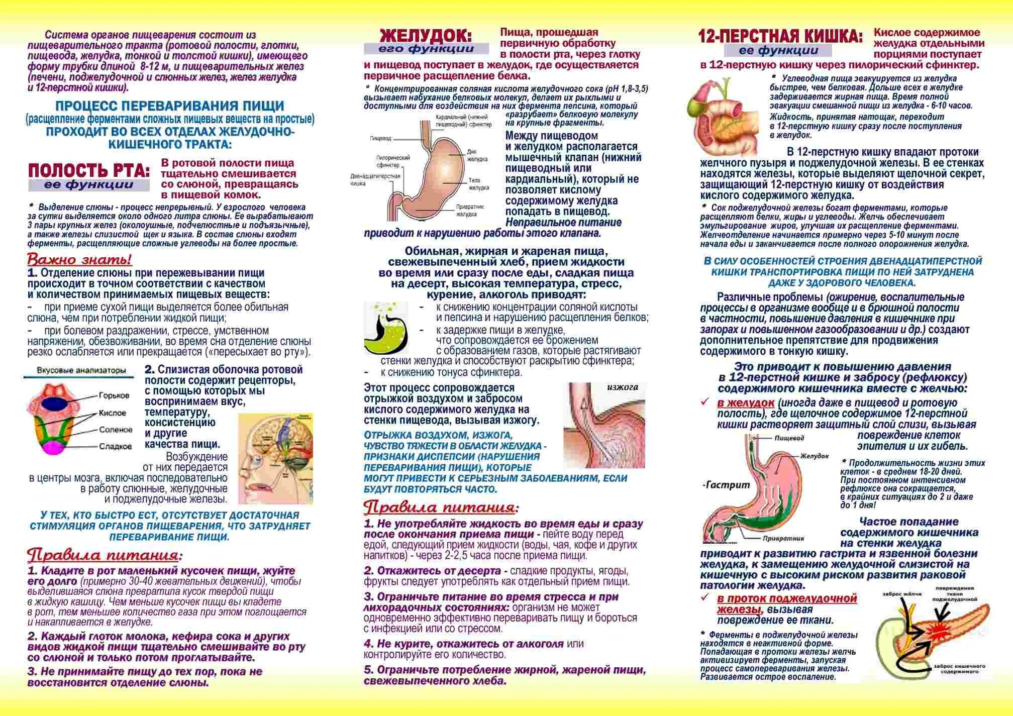 Сколько переваривается Юпи в желудке. Сколько времени переваривается пища в желудке человека. Буклет профилактика болезней органов пищеварения. Сколько чвасов перевариваетсяпища в Желудьке.