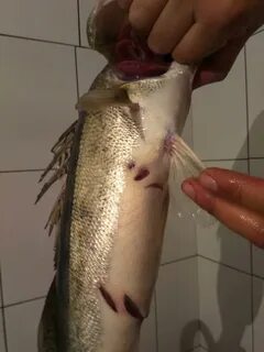 Какие рыбки кусаются