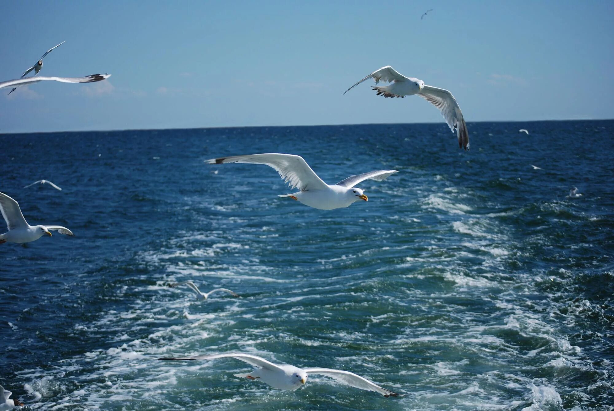 Песня волна в небо. Море, Чайки. Птицы над морем. Чайка на море. Чайки над морем.