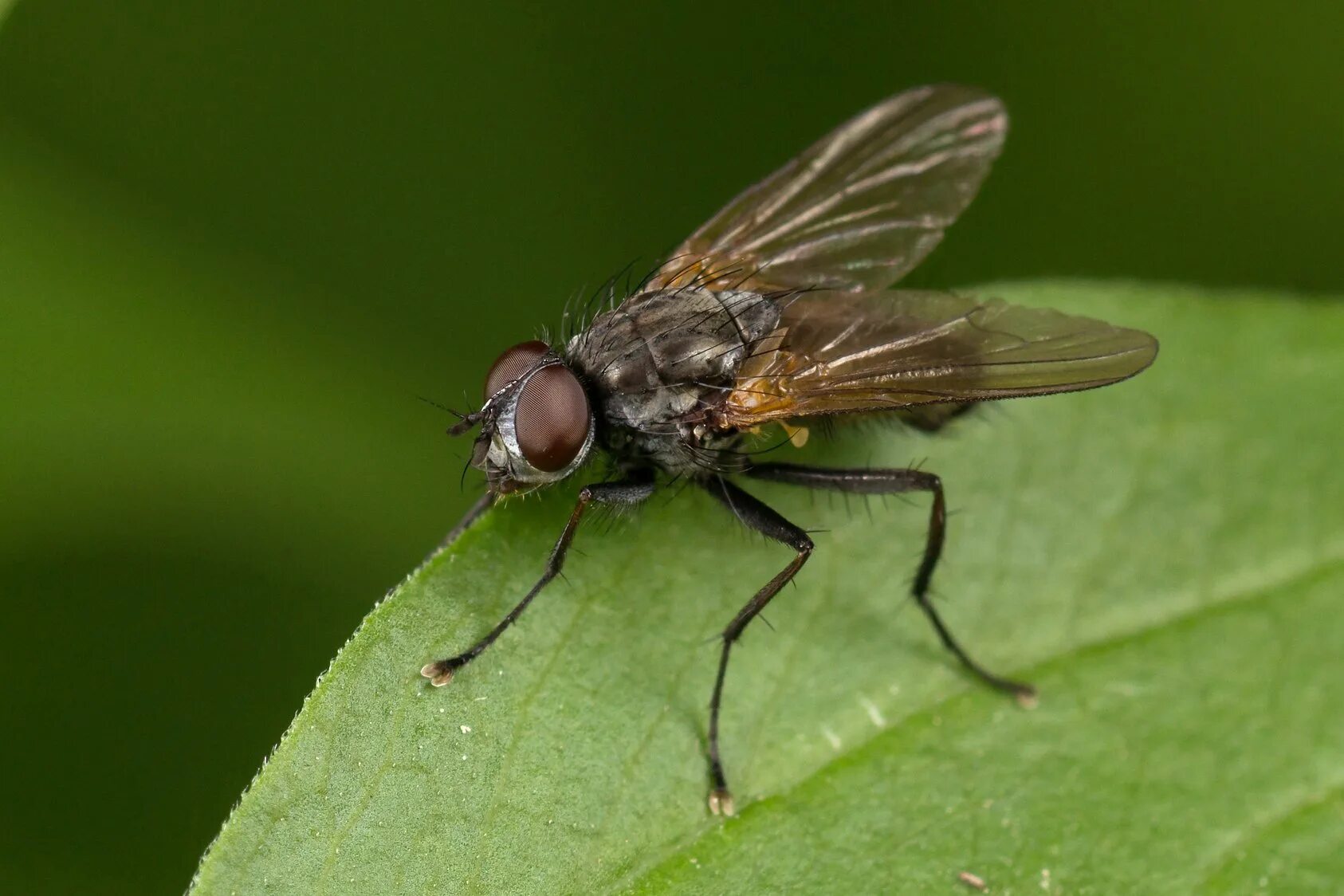 Муха (насекомое) Двукрылые. 2. Двукрылые. Отряд Двукрылые (Diptera). Москит двукрылый. Отряд двукрылые мухи