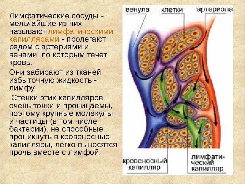 Что течет в капиллярах