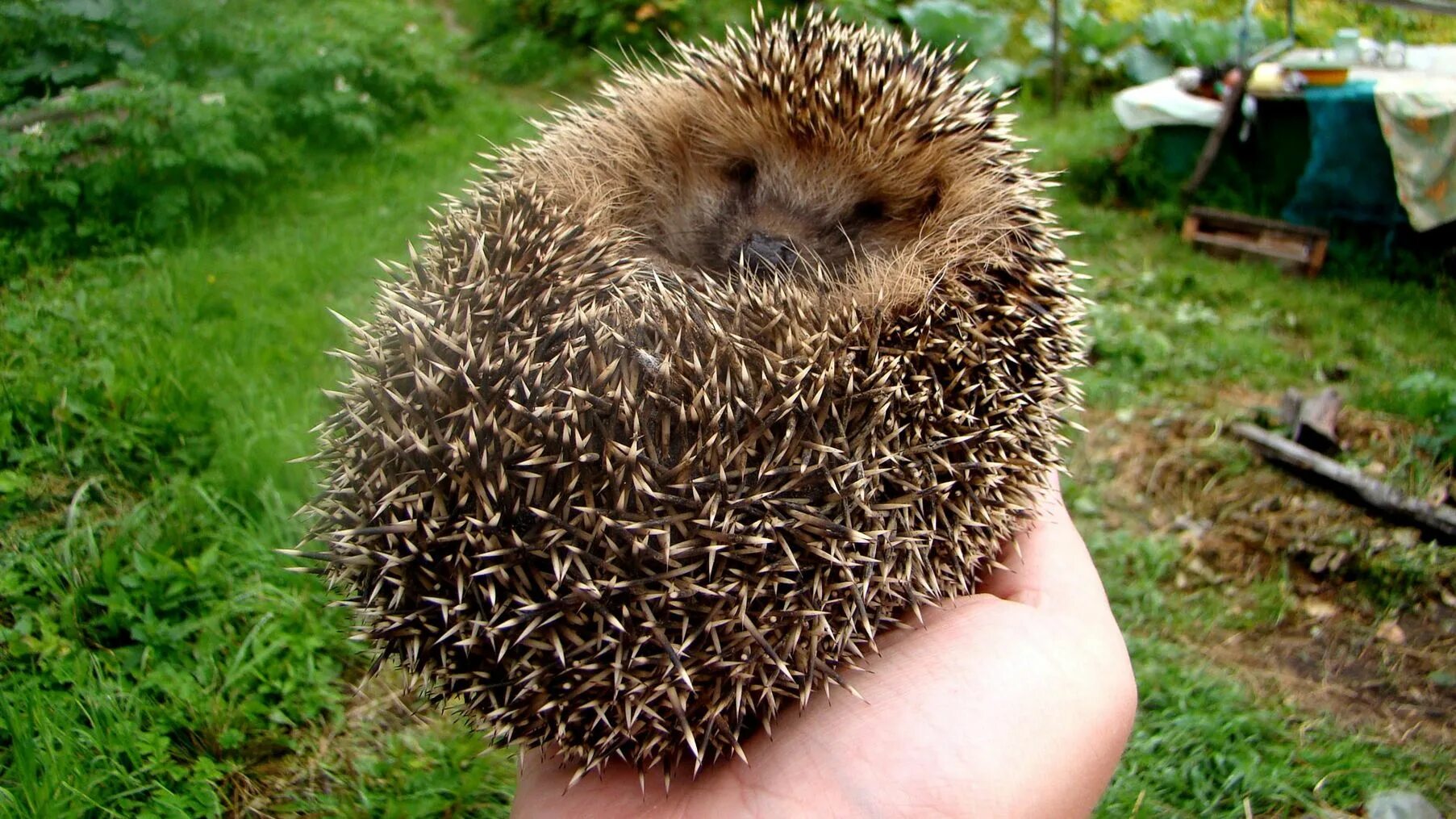 Еж сворачивается в клубок. Еж сворачивается в клубок. Ёжик в клубочке. Еж ехидна дикобраз. Еж сворачивается в клубок.