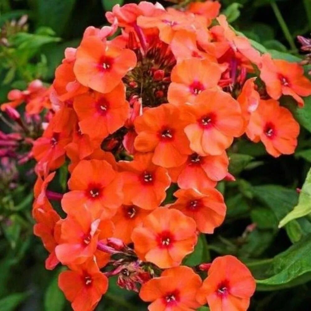 Флокс метельчатый оранж перфекшион. Сорт флокса оранж перфекшн. Оранж перфекшн. Оранж перфекшн. Флокс перфекшен.