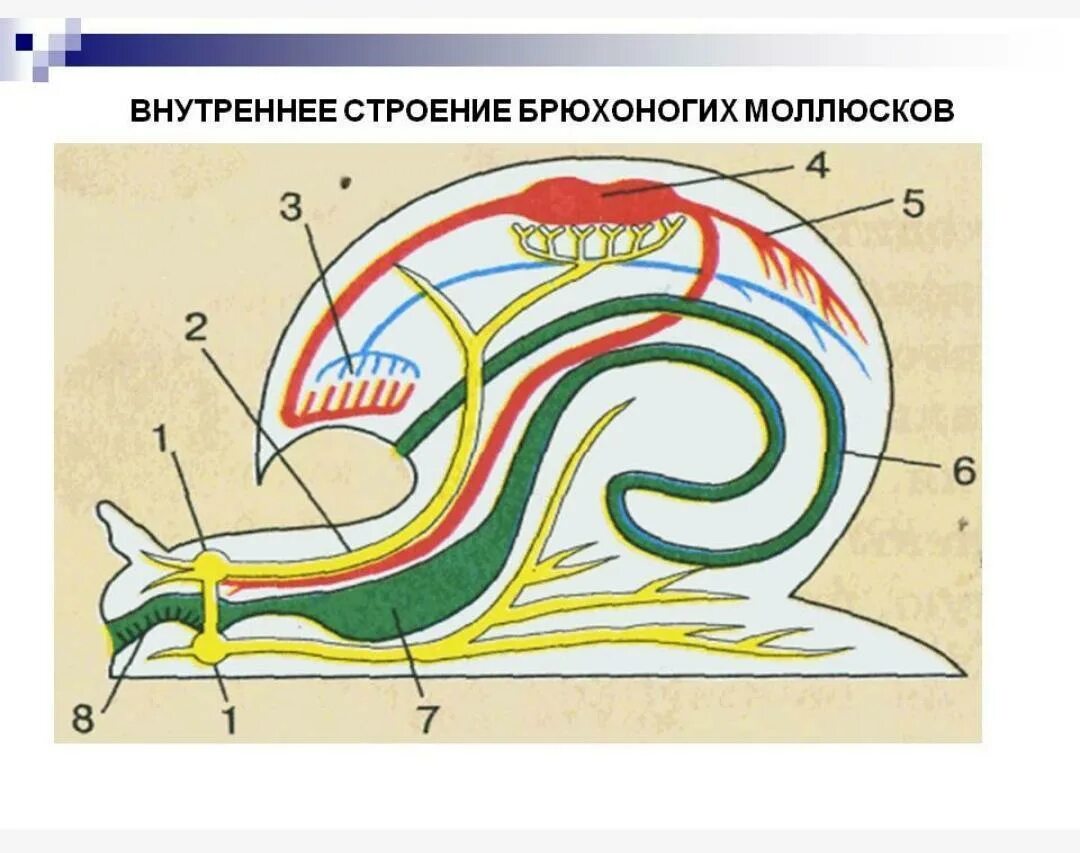 Улитка егэ. Внутреннее строение брюхоногого моллюска. Внутреннее строение брюхоногих моллюсков. Строение брюхоногих моллюсков 7 класс. Брюхоногие моллюски внутреннее строение 7 класс.