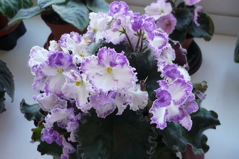 сон фиалка. фиалка золушкин сон спорт. фиалка золушкин сон. сон фиалка. фиалка золушкин сон дейкун.