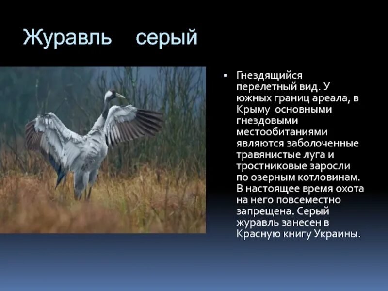 Журавль место обитания. Серый журавль место обитания. журавли в крыму. обитание серых журавлей.