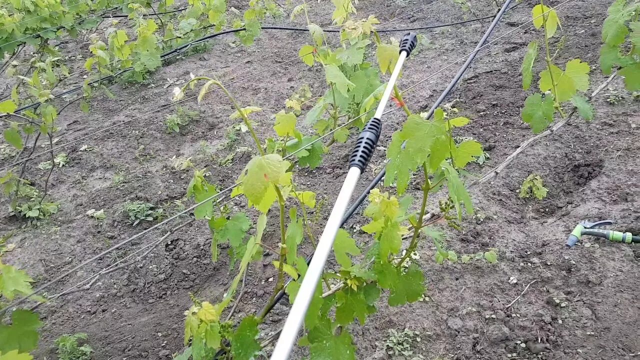 Опрыскивание винограда весной медным купоросом. Обработка винограда. Опрыскивание винограда. Опрыскивание обработка винограда. Опрыскивание виноградников.