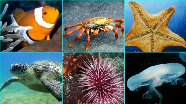 Плакат Мозаика-Синтез Школа семи гномов, Морские обитатели, Sea Animals, А2 - ку