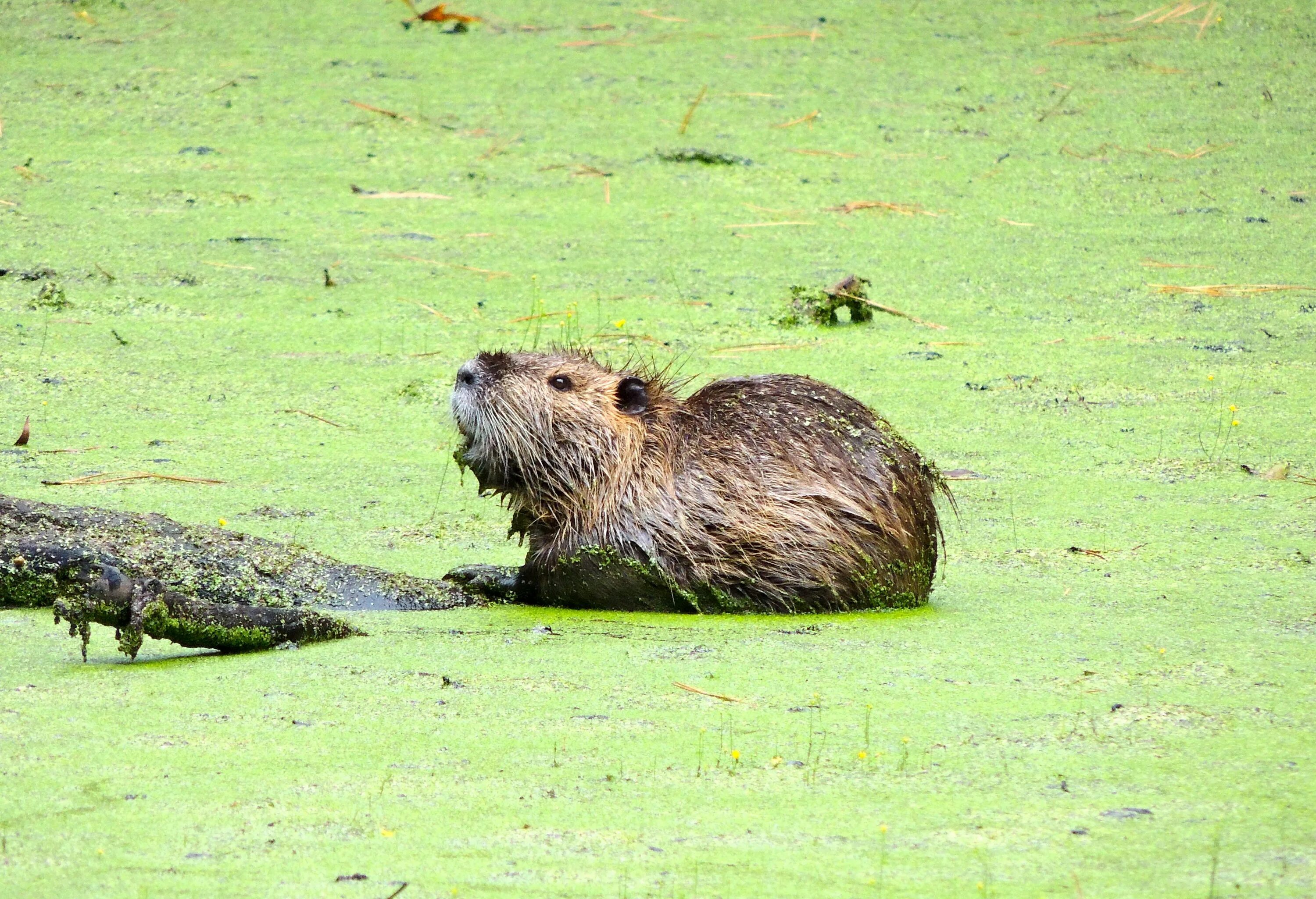 Нутрии аргентина. Болотный бобер и нутрия разница. Морская нутрия нутрия. Нутрия. Myocastor coypus нутрия.