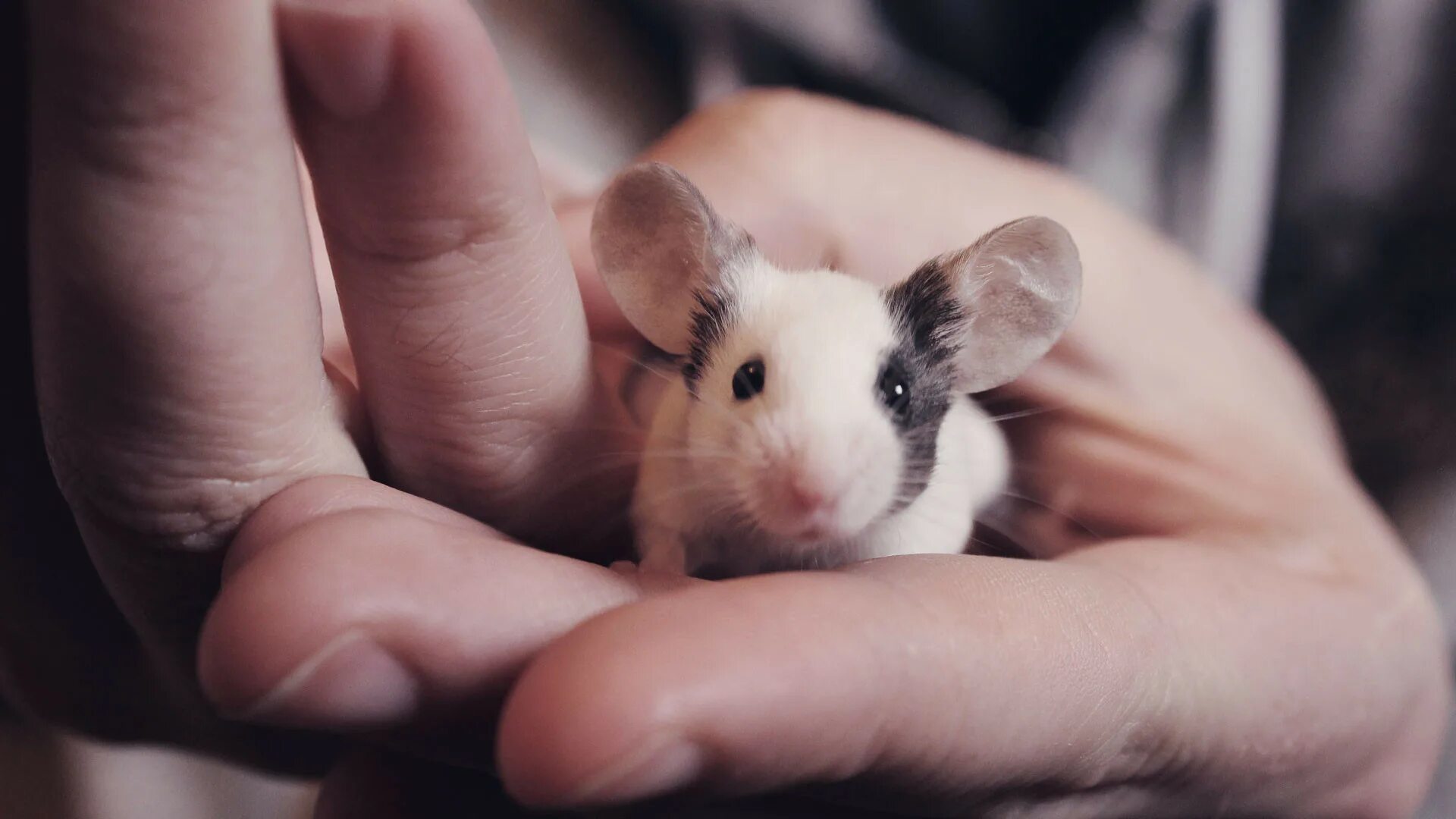 Болезнь мышиная лихорадка. Грызуны вредители. Какие заболевания переносят мыши. Мышиная лихорадка симптомы. Мышиный тиф.