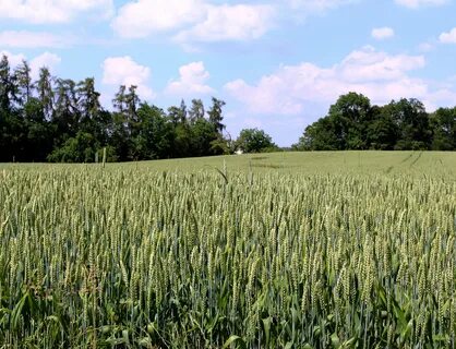 Field 20