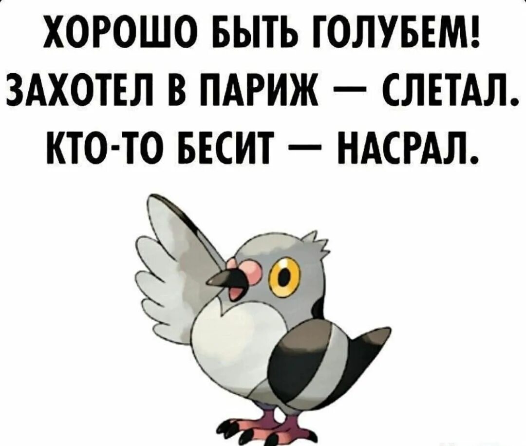 Хорошо быть голубем захотел. Хорошо быть голубем захотел в Париж слетал. Картинка хорошо быть голубем хочешь. В следующей жизни хочу быть голубем.