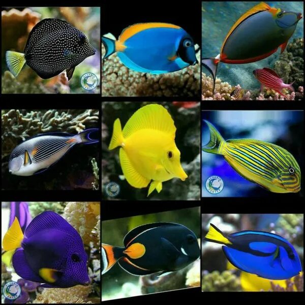 Frankos Egyptian Red Sea Reef Creatures Guide by Frankos Maps Ltd. Red sea, Reef
