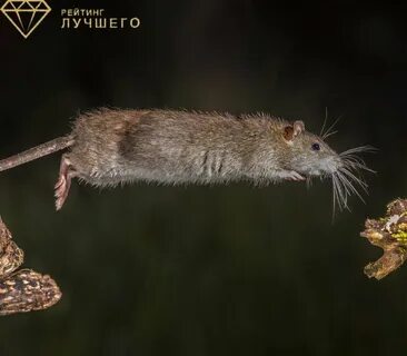 Крыса прыгает